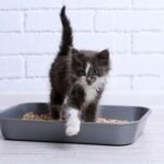 Кошеня біля лотка для туалету – як навчити користуватись лотком