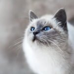 Стерилізована кішка вдома отримує правильний догляд та харчування
